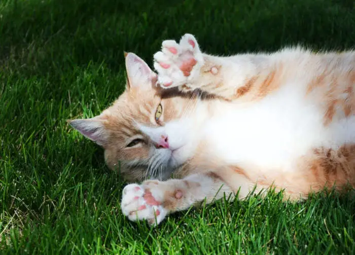 13 Interesting Facts About Cat Paws Cognizant Seed