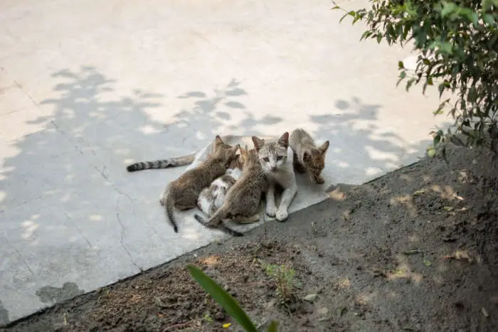Do cats forget their kittens