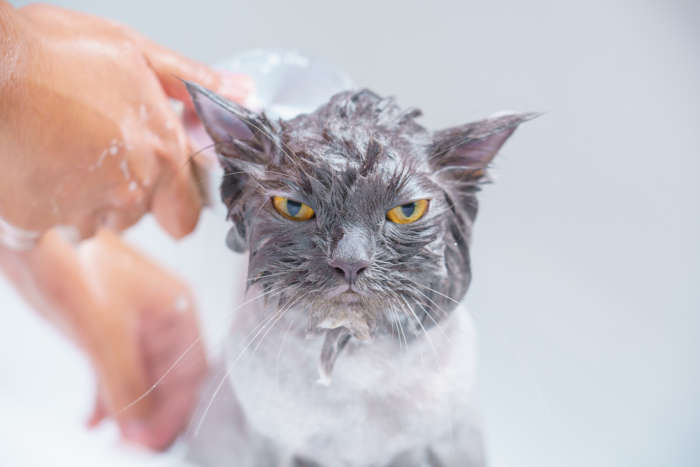 Do I need to give my indoor cat a bath